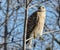 RED SHOULDERED HAWK POSING IN A TREE