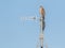 Red-shouldered hawk sits on top of an antenna in Orlando, Florida