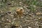 Red shouldered hawk standing with a fish in its talons.