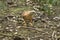 Red shouldered hawk standing with a fish in its talons.