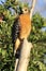 Red shouldered hawk standing on a tree trunk.