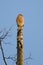 Red-shouldered Hawk on Sunrise Snag