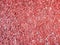 Red shredded park wood chips mulch cover