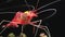 Red shrimp closeup on dark background