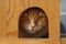 Red Siberian cat with amber-colored eyes hiding in a wooden bird feeder.