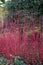 Red Siberian dogwood winter stems