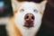 Red Siberian Husky Dog Snout - Close up view nose macro shot
