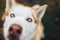 Red Siberian Husky Dog Snout - Close up view nose macro shot