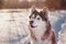 Red Siberian husky looking up funny with curiosity