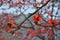 Red Silk Cotton Tree close up
