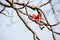 Red Silk Cotton Tree Flower