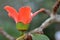 Red Silk Cotton Tree Flower