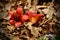 Red Silk-Cotton Tree flowers and dead leaves on the ground.