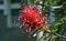 Red silky oak or Dwarf silky oak flower, Grevillea banksii
