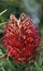 Red silky oak or Dwarf silky oak flower, Grevillea banksii