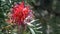 Red silky oak or Dwarf silky oak flower, Grevillea banksii, Brazil