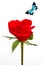 Red silky Rose with blue butterfly