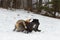 Red and Silver Fox Vulpes vulpes Tail to Tail Scuffle in the Snow Winter