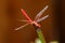 Red skimmer dragonfly Sympetrum darters meadowhawks dragonflies