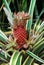 Red skin pineapple ananas growing out of its green leaved tree on a plantation.
