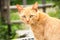 Red skinny street cat with yellow eyes on a green rustic background stares intently at the camera. Orange cat walking on nature