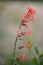 Red Skyrocket flower Scarlet Gilia Ipomopsis aggregata