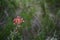 Red Skyrocket flower Scarlet Gilia Ipomopsis aggregata