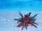 Red Slate Pencil Urchin on Sandy Sea Floor Close Up