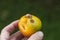 Red Slug Arion rufus eats a yellow tomato. Cause of the most damage in garden. Agricultural pest. A woman`s left hand with a