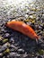 A red slug caught between light and dark