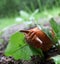 Red slug at feed