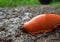 Red slug on the ground