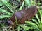 The red slug, large red slug, chocolate arion or European red slug Arion rufus