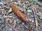 The red slug, large red slug, chocolate arion or European red slug Arion rufus on a dry forest trail