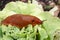 Red slug on salad in the garden