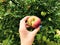 A red small apple in the hands of a girl with a blue manicure. apple with a black side, dirt in the fruit hollow. apple saved.