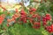 Red small berries on a bush in the garden. Autumn harvest.