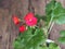 Red small geranium flower on a wooden background. Pelargonium