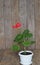 Red small geranium flower on a wooden background. Pelargonium