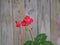 Red small geranium flower on a wooden background. Pelargonium