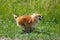 Red Small German Spitz in nature runs