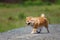 Red Small German Spitz in nature walks