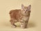 Red, small kitten on Studio cream background