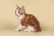 Red, small kitten on Studio cream background