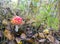 Red small neat amanita in the autumn forest after the rain