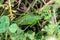 Red small parasitic insects attacked a grasshopper