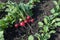 Red small radish lies on the garden bed in the garden just picked.