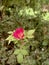 Red Small Rose with beautiful leaf and greeny background in flower garden