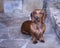 Red Smooth Doxie sits outside on stone walkway looking at camera