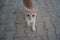 Red smooth-haired cat in the park. Dahab, South Sinai Governorate, Egypt